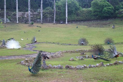 孔雀園|魚池 】日月潭孔雀園